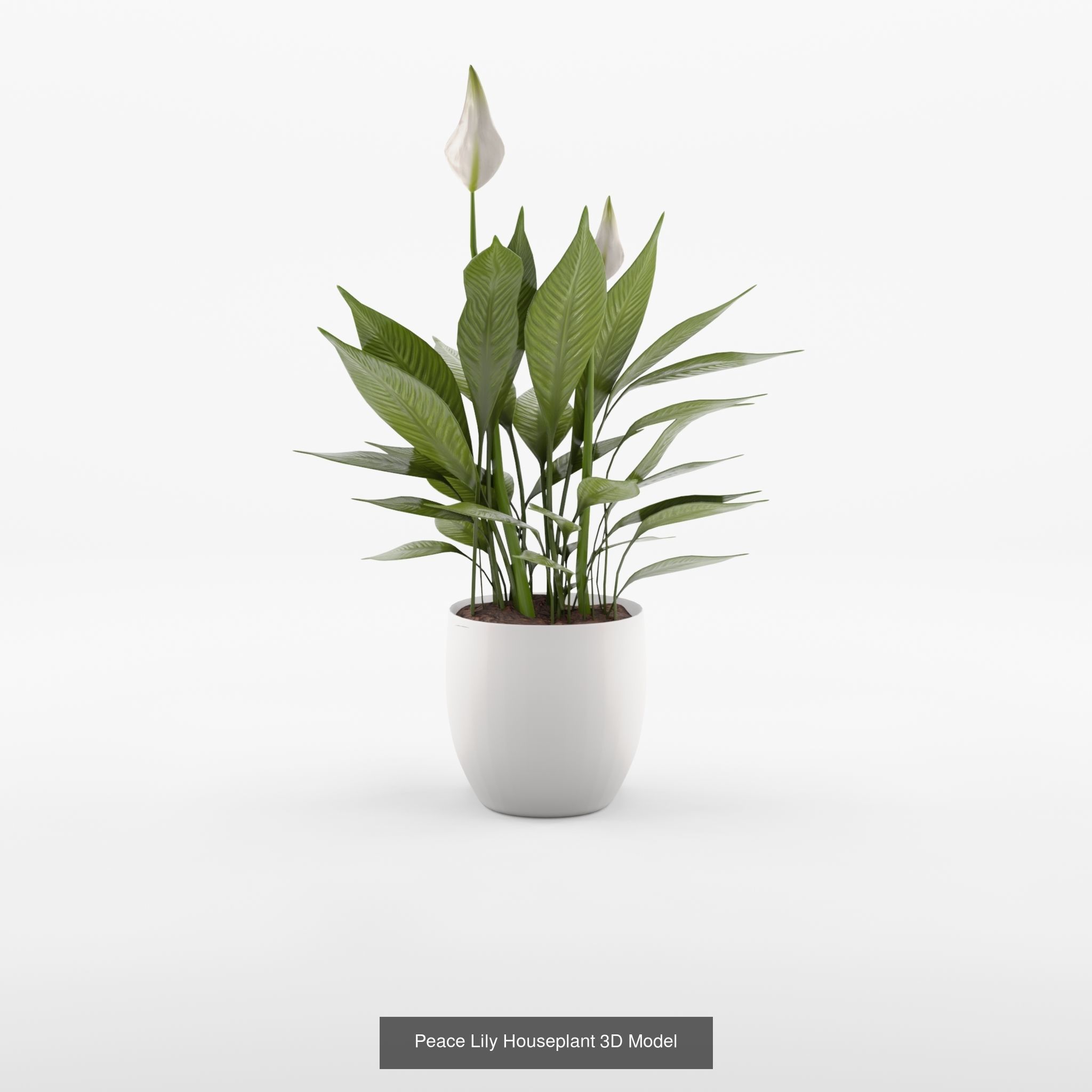 Collection-5 of House Plant 3D Models - 5 Models _4
