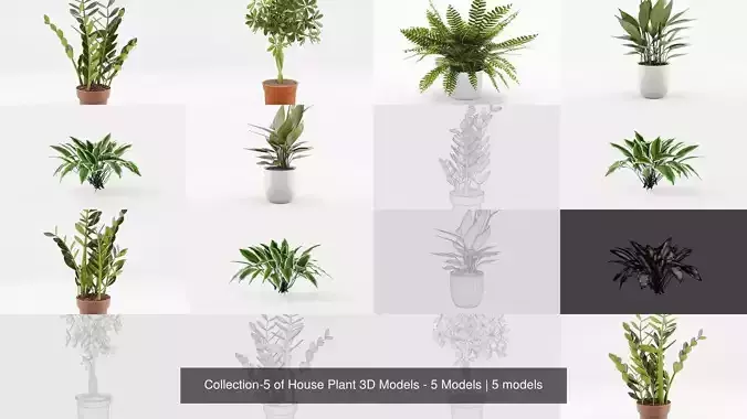 Collection-5 of House Plant 3D Models - 5 Models 