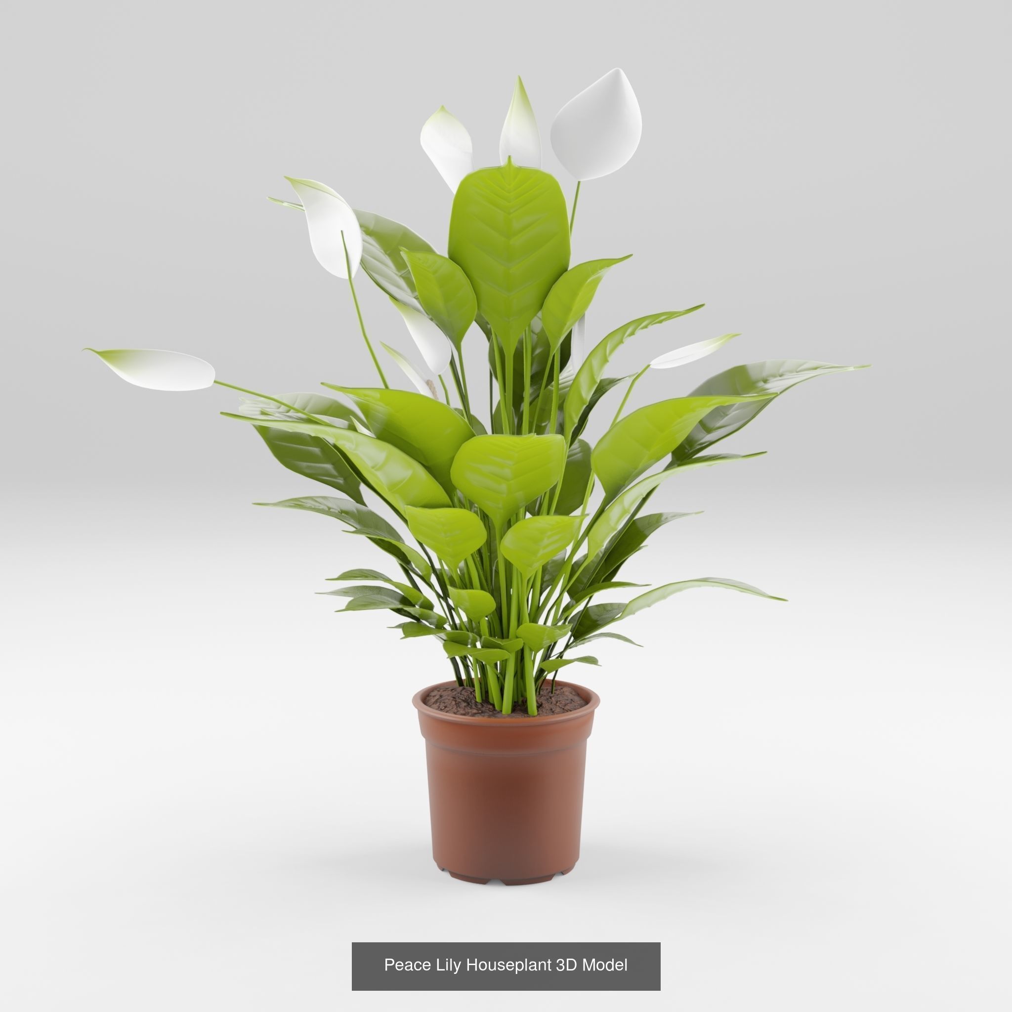 Collection-6 of House Plant 3D Models - 6 Models _2