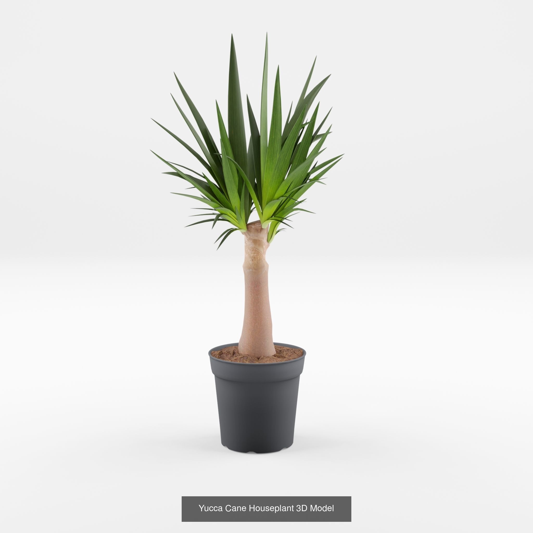 Collection-6 of House Plant 3D Models - 6 Models _3