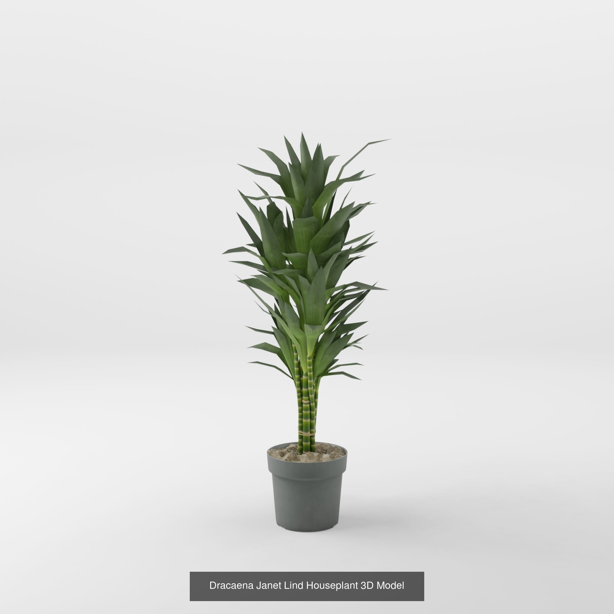 Collection-6 of House Plant 3D Models - 6 Models _4
