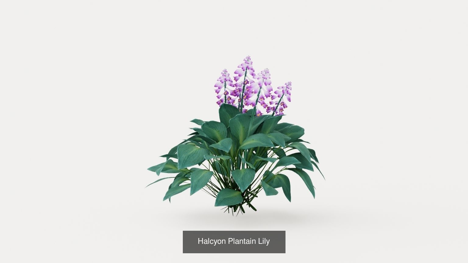 Collection-6 of House Plant 3D Models - 6 Models _6