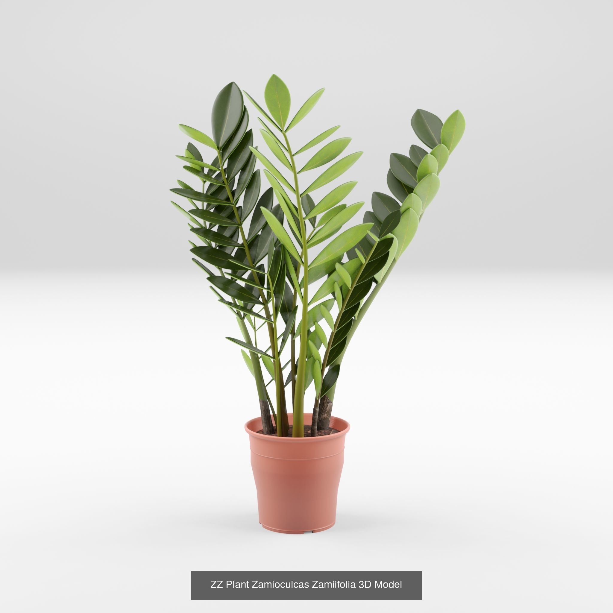 Collection-7 of House Plant 3D Models - 6 Models _6