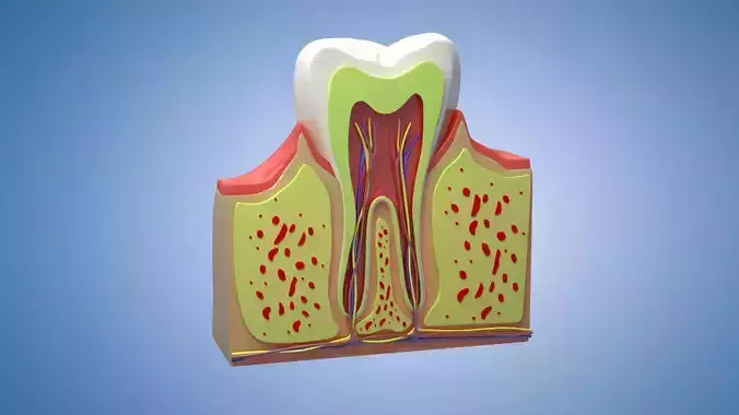 Medical Teeth Dental profile cortical structure 3D model