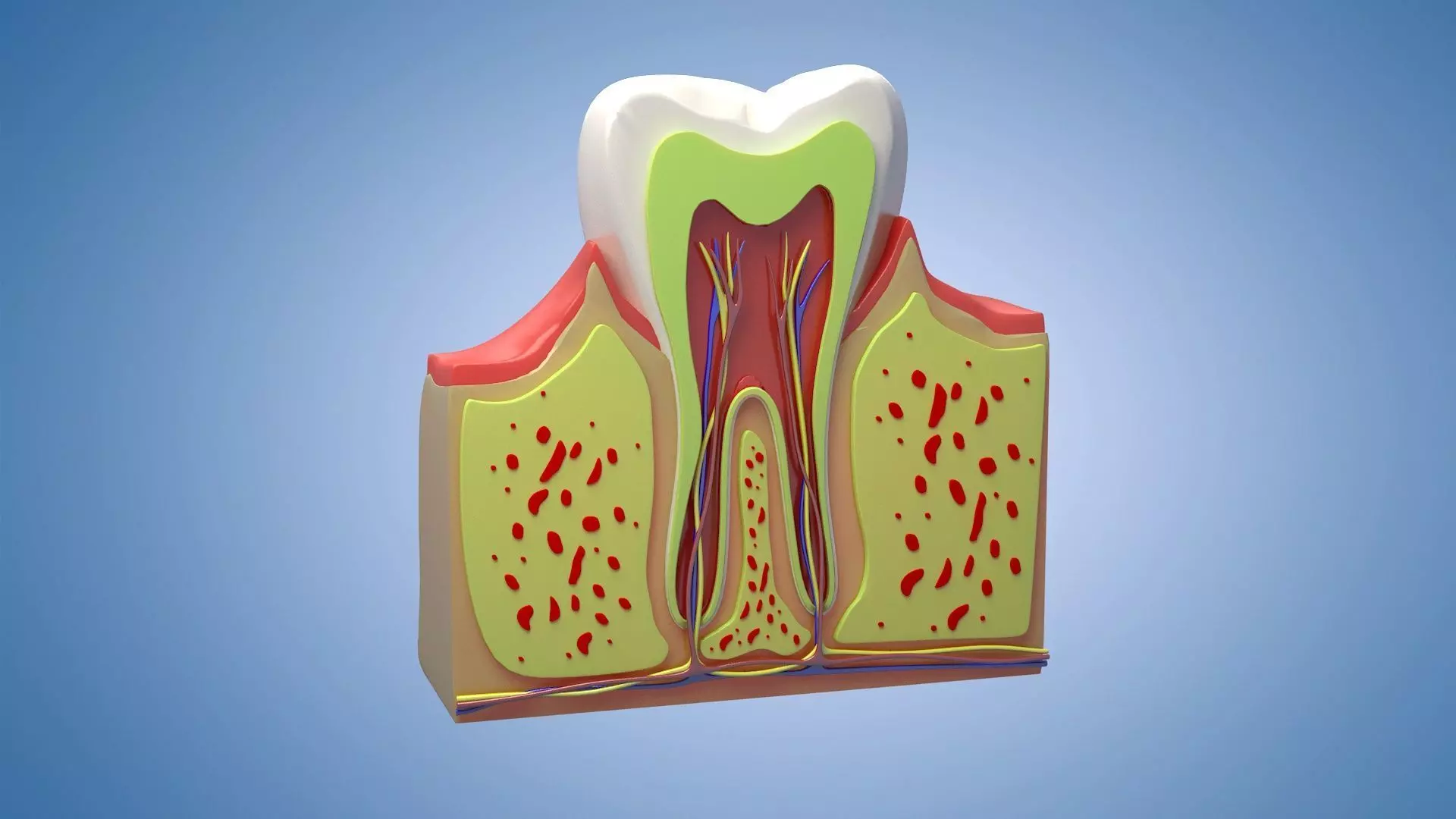 Medical Teeth Dental profile cortical structure 3D model_0