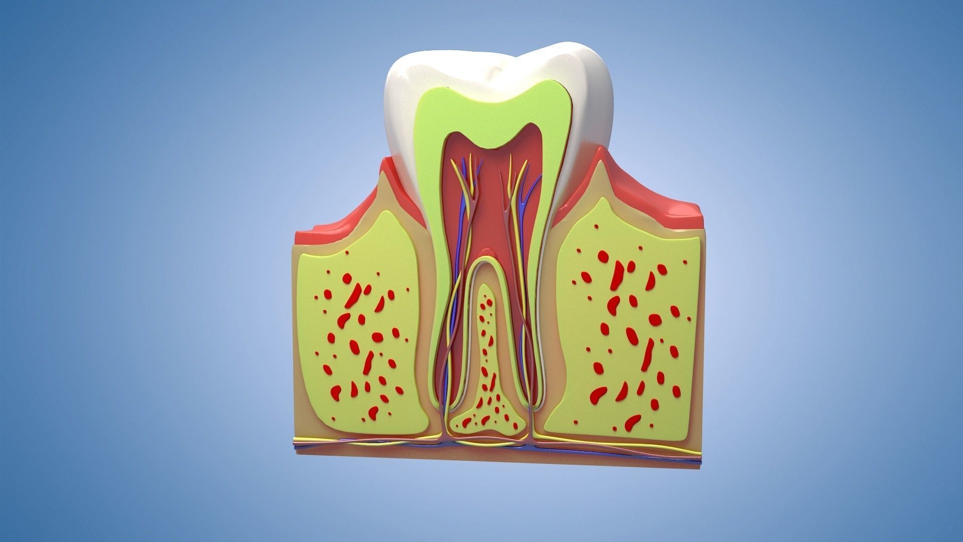 Medical Teeth Dental profile cortical structure 3D model_3