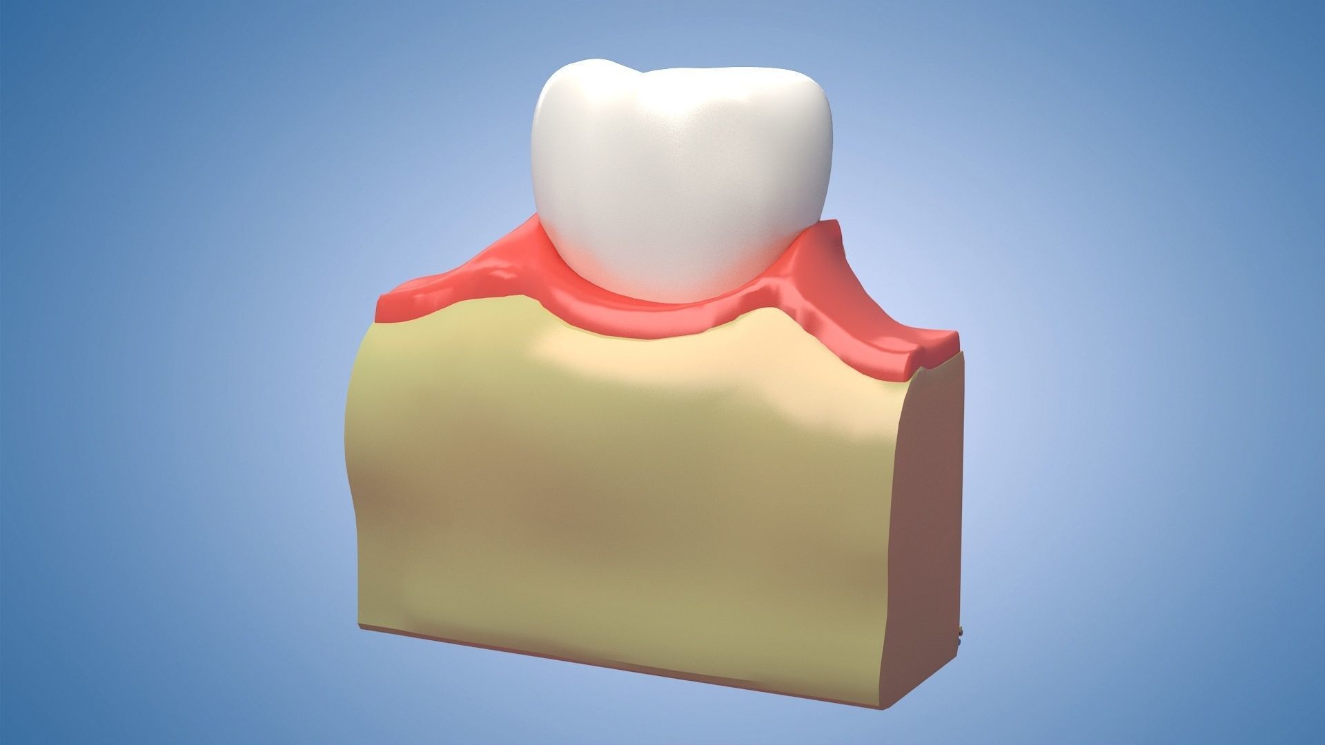 Medical Teeth Dental profile cortical structure 3D model_4
