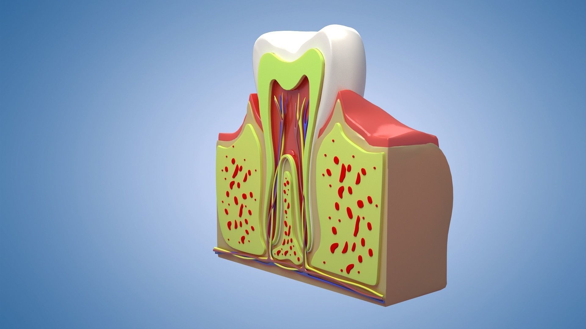 Medical Teeth Dental profile cortical structure 3D model_1