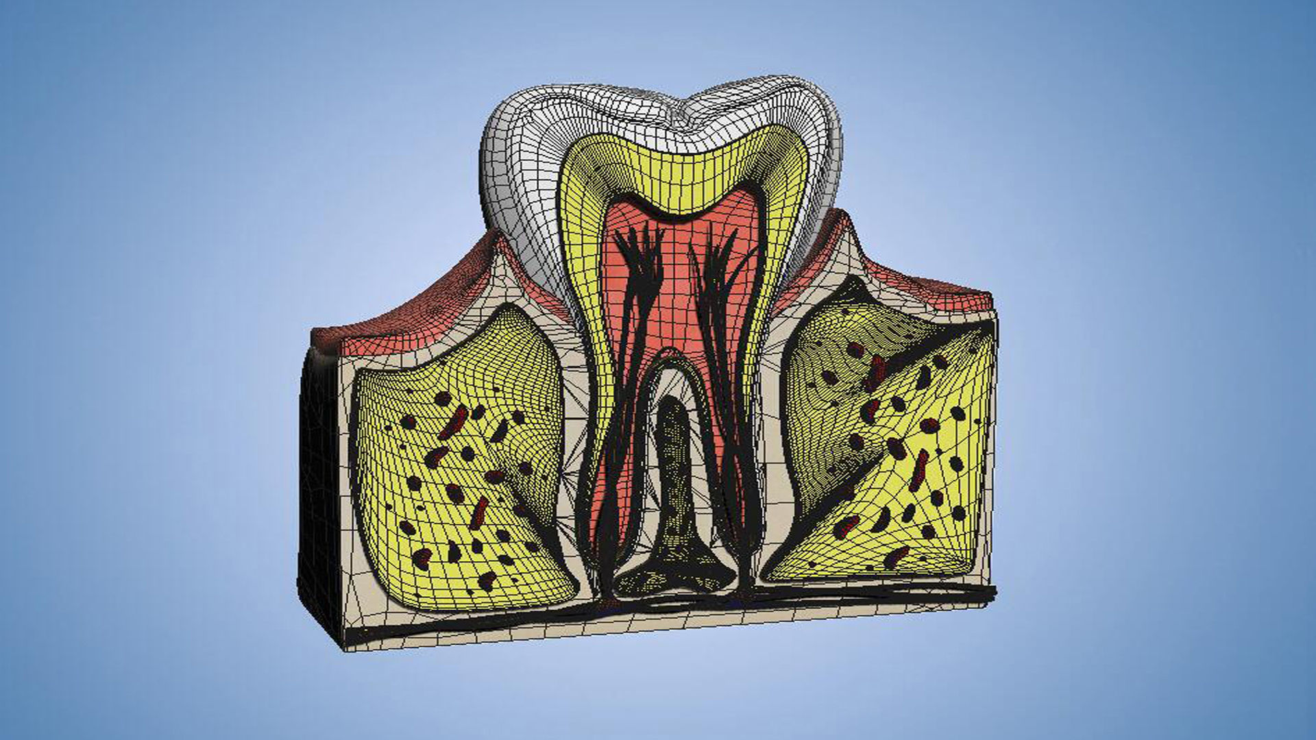 Medical Teeth Dental profile cortical structure 3D model_5