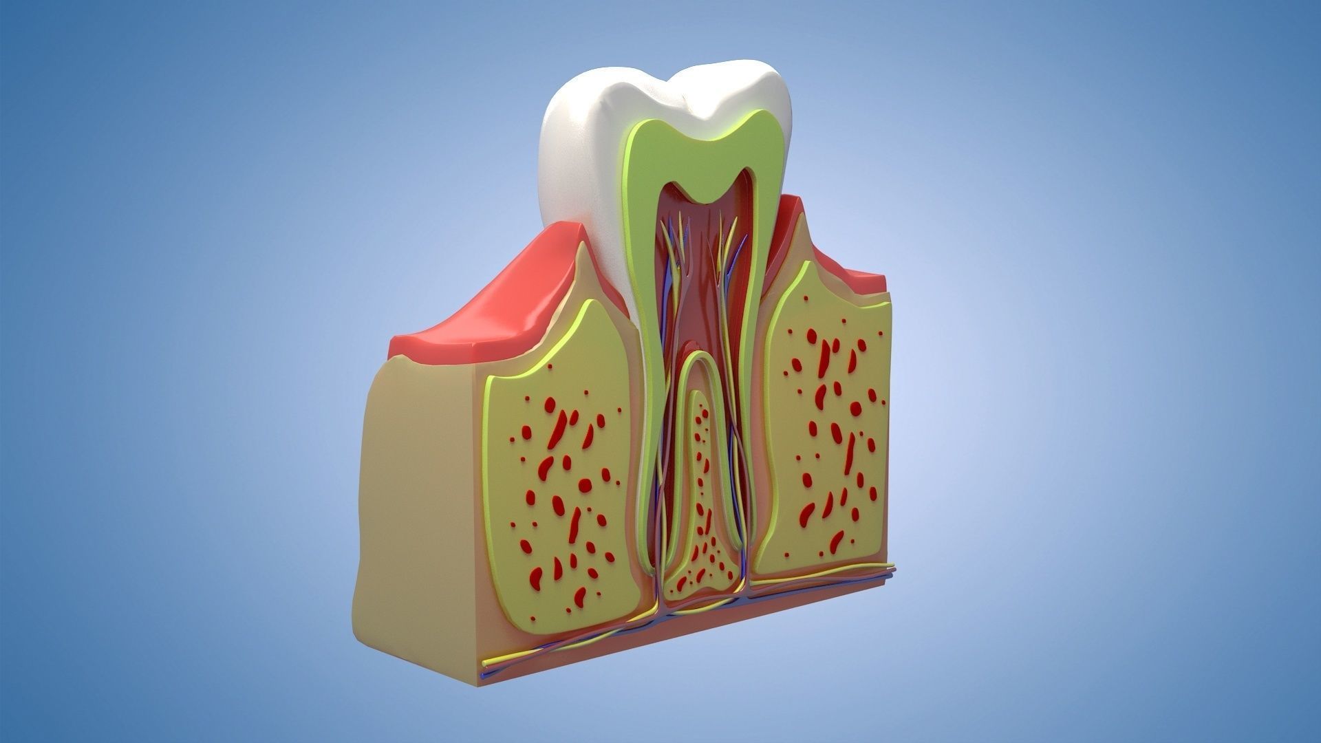 Medical Teeth Dental profile cortical structure 3D model_2