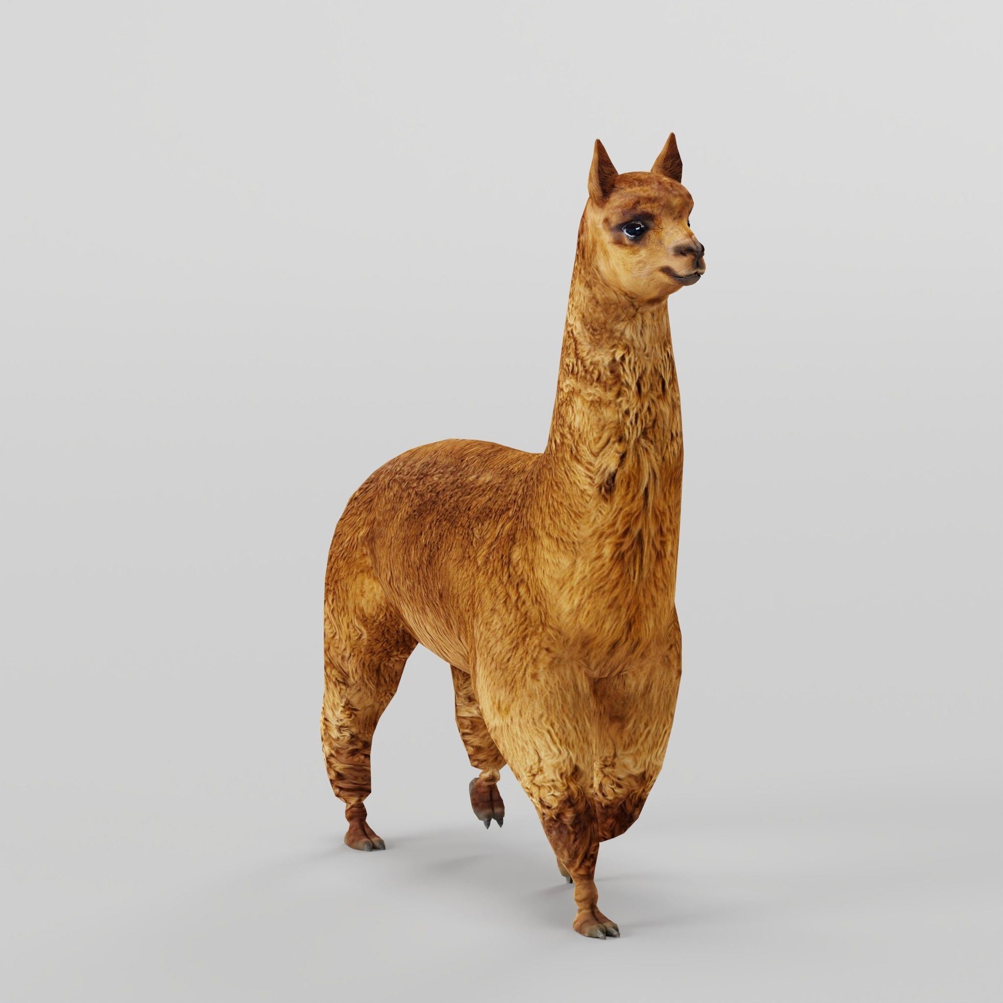 Alpaca Animal Low-poly 3D model_18