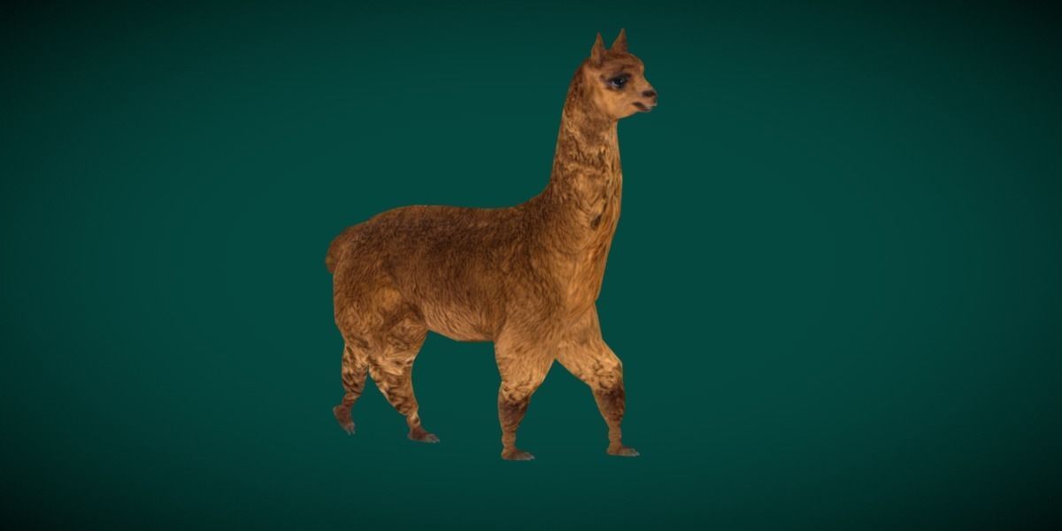 Alpaca Animal Low-poly 3D model_13