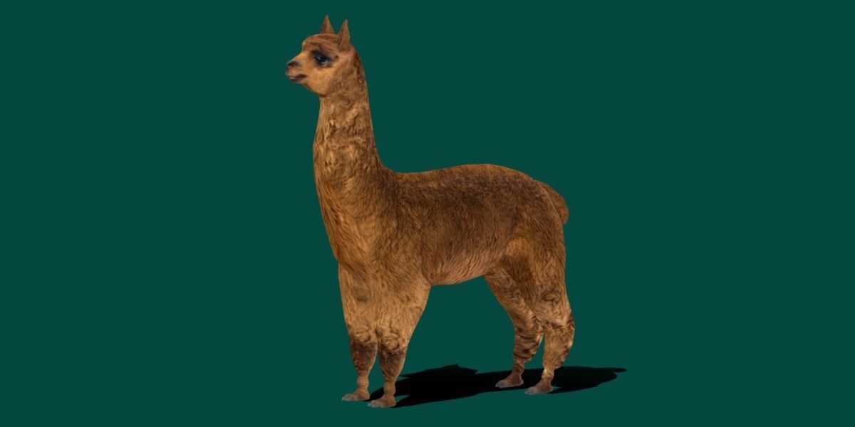 Alpaca Animal Low-poly 3D model_17