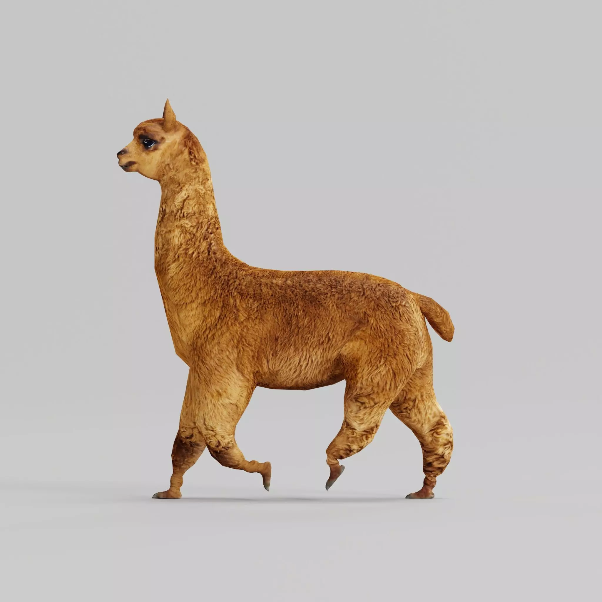 Alpaca Animal Low-poly 3D model_0