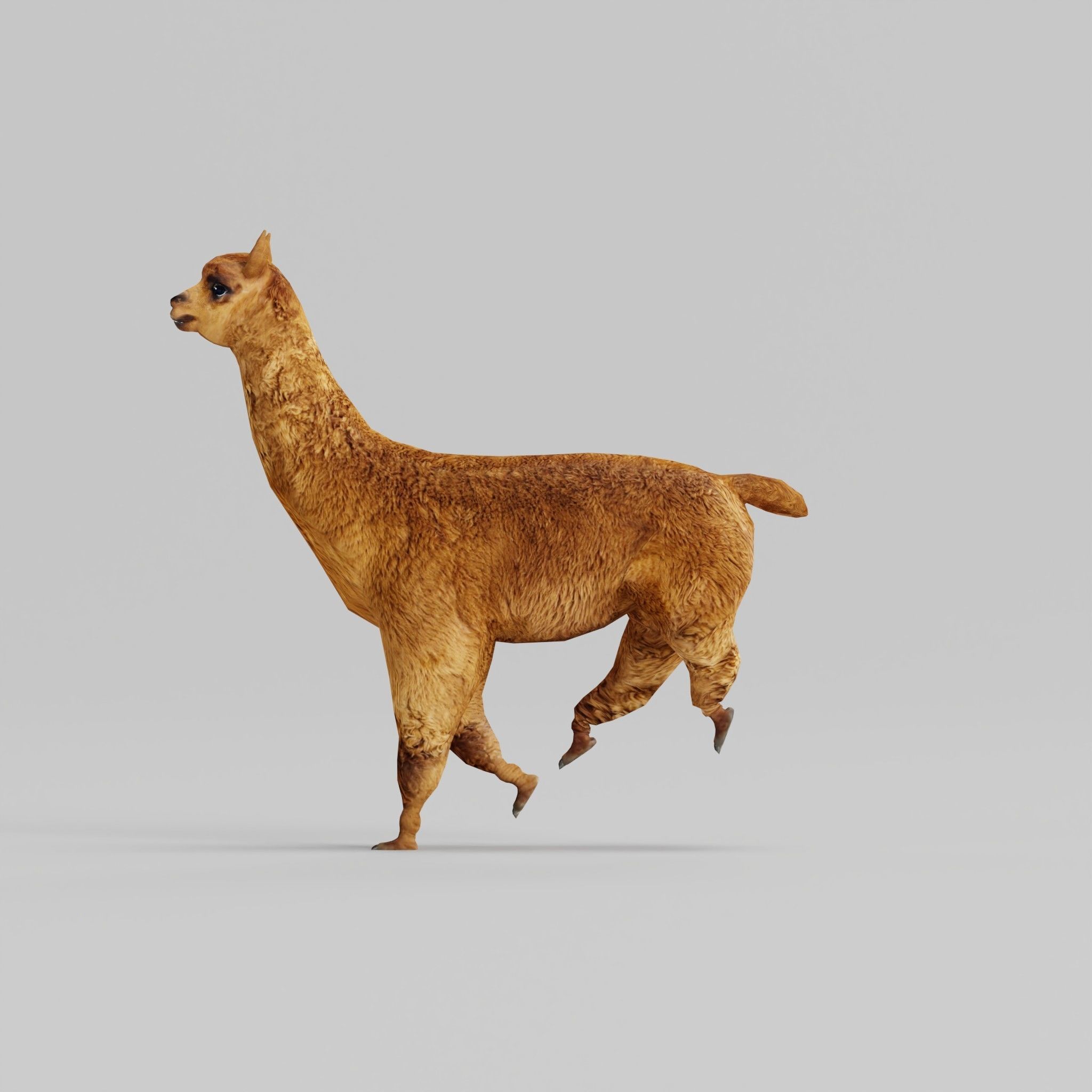 Alpaca Animal Low-poly 3D model_20