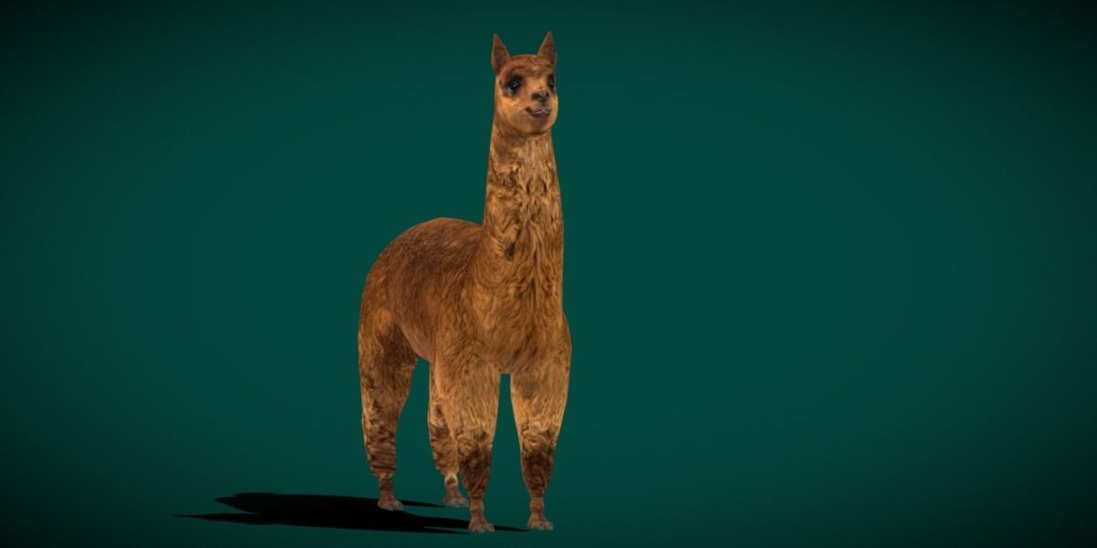 Alpaca Animal Low-poly 3D model_4
