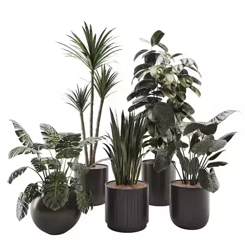 indoor plant set in black pot