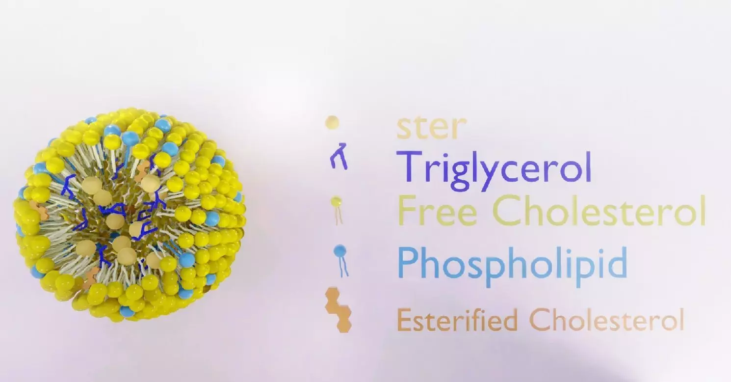 chylomicrone full version 3D model