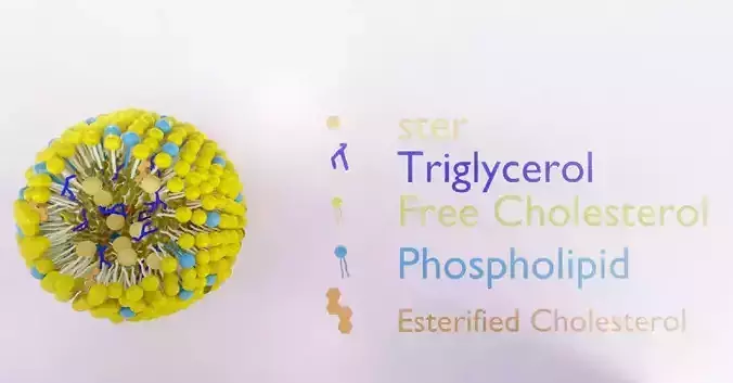 chylomicrone full version