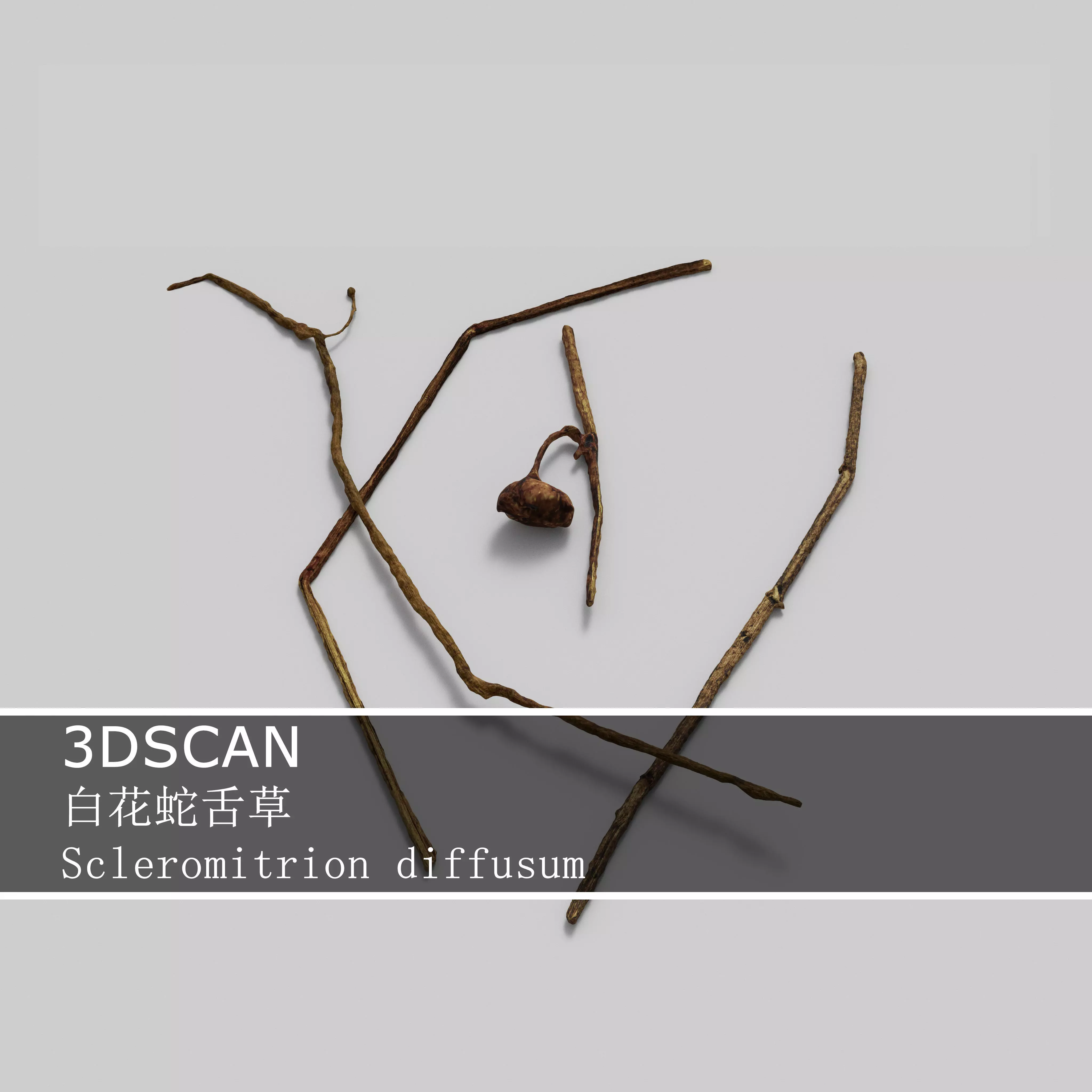 3DSCAN-Traditional Chinese Medicine-Scleromitrion diffusum Low-poly 3D model