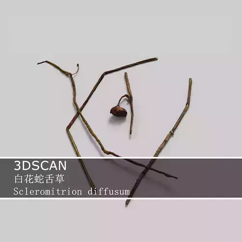 3DSCAN-Traditional Chinese Medicine-Scleromitrion diffusum
