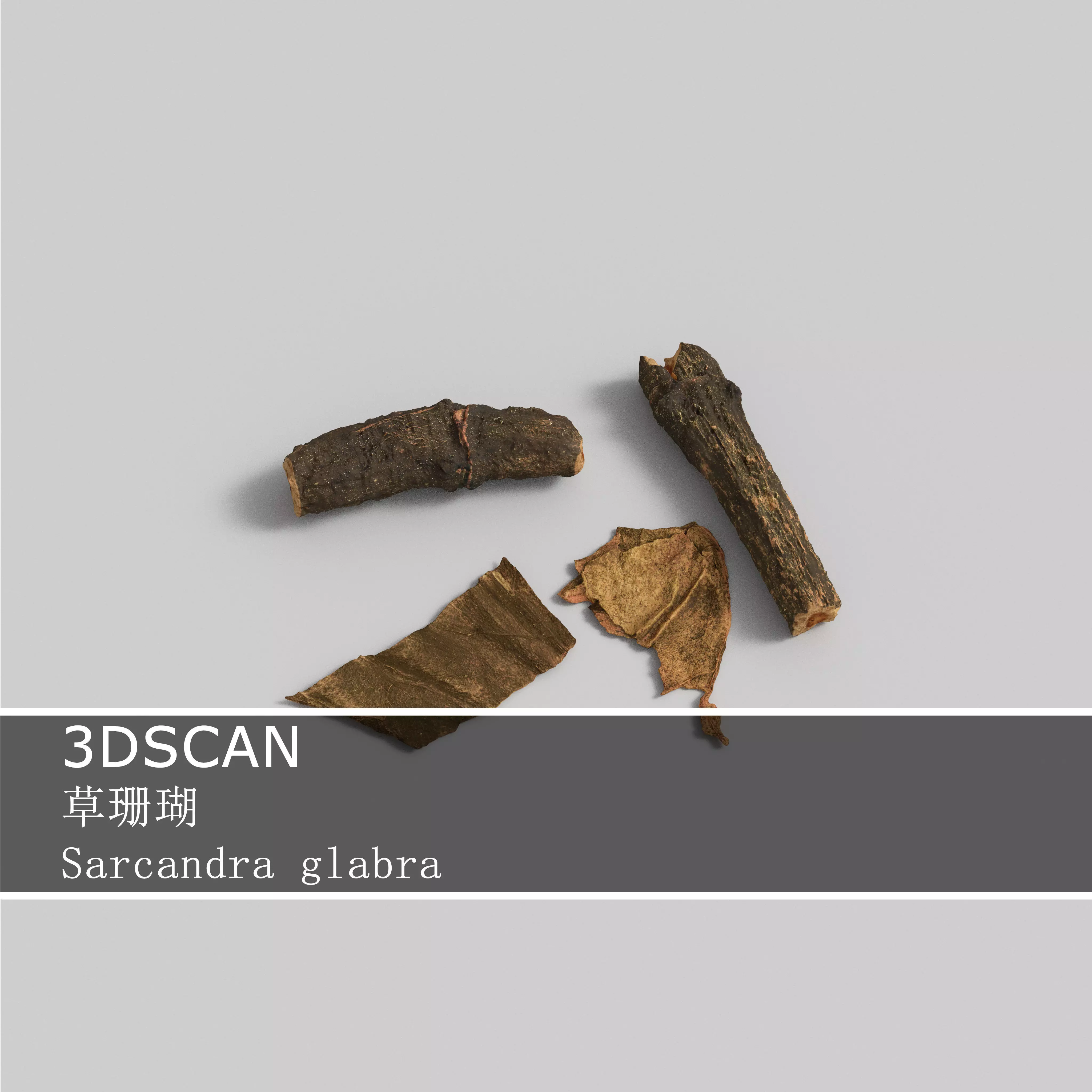 3DSCAN-Traditional Chinese Medicine-Sarcandra glabra Low-poly 3D model