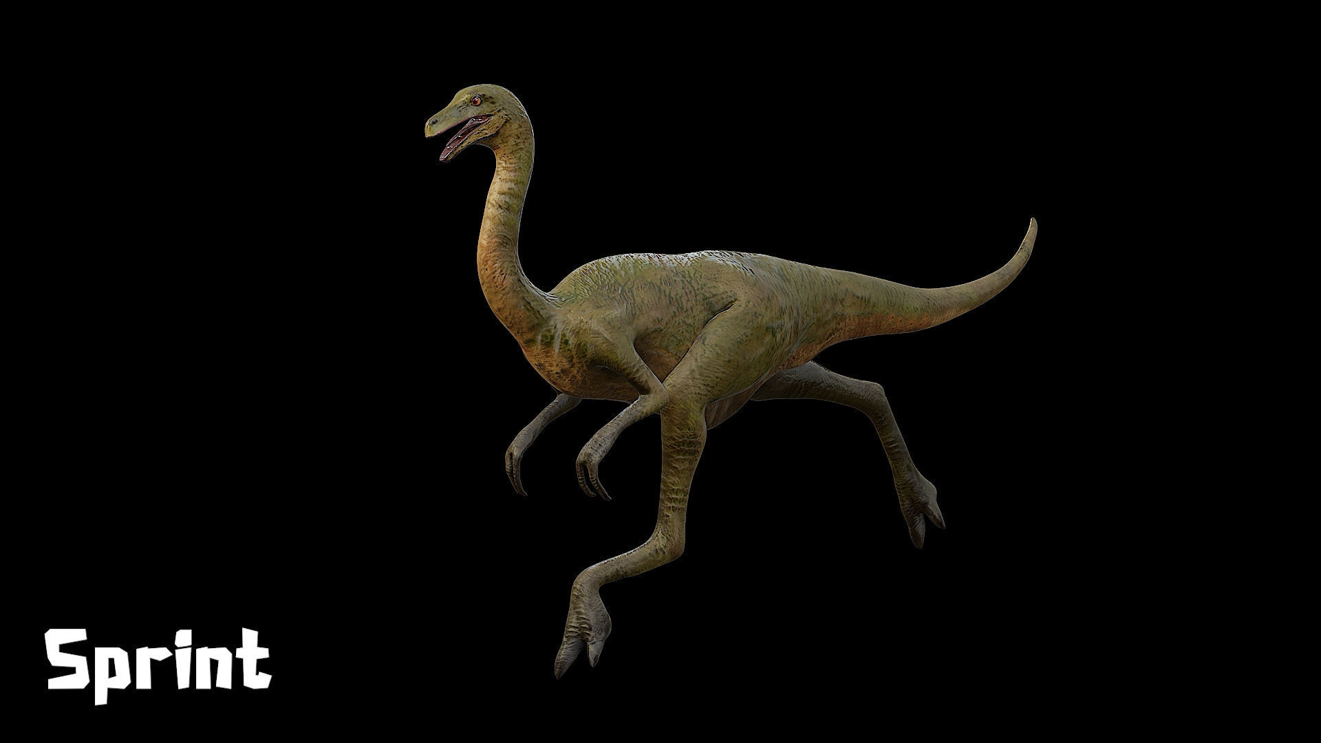 Gallimimus - The Chicken Mimic Low-poly 3D model_15