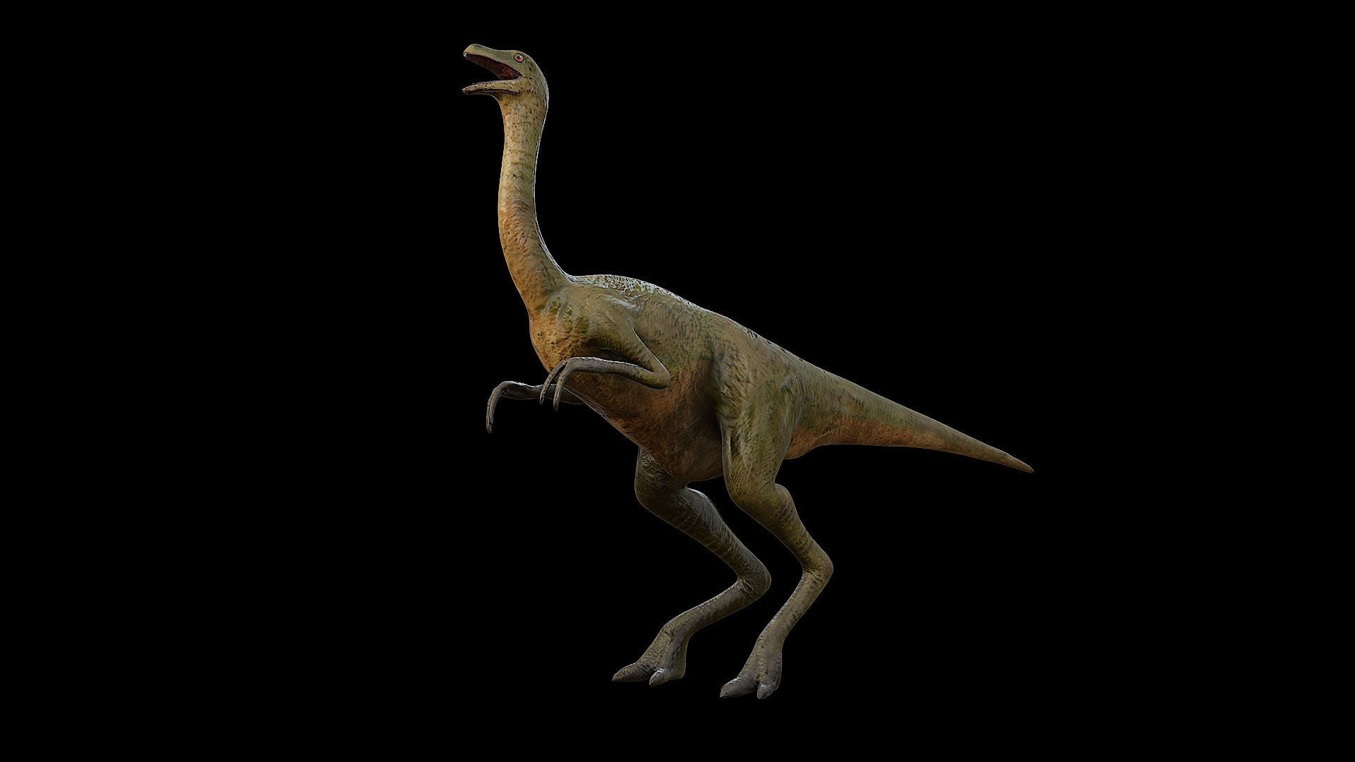 Gallimimus - The Chicken Mimic Low-poly 3D model_29