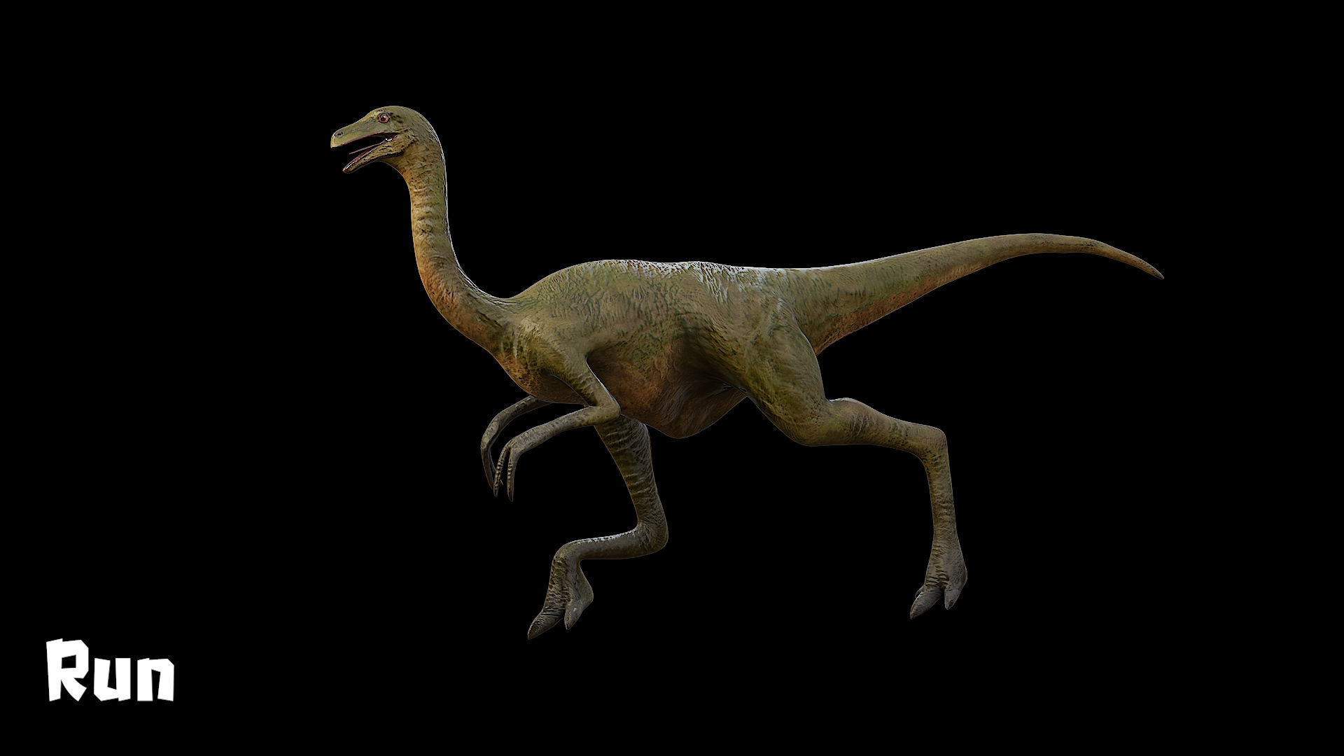 Gallimimus - The Chicken Mimic Low-poly 3D model_14