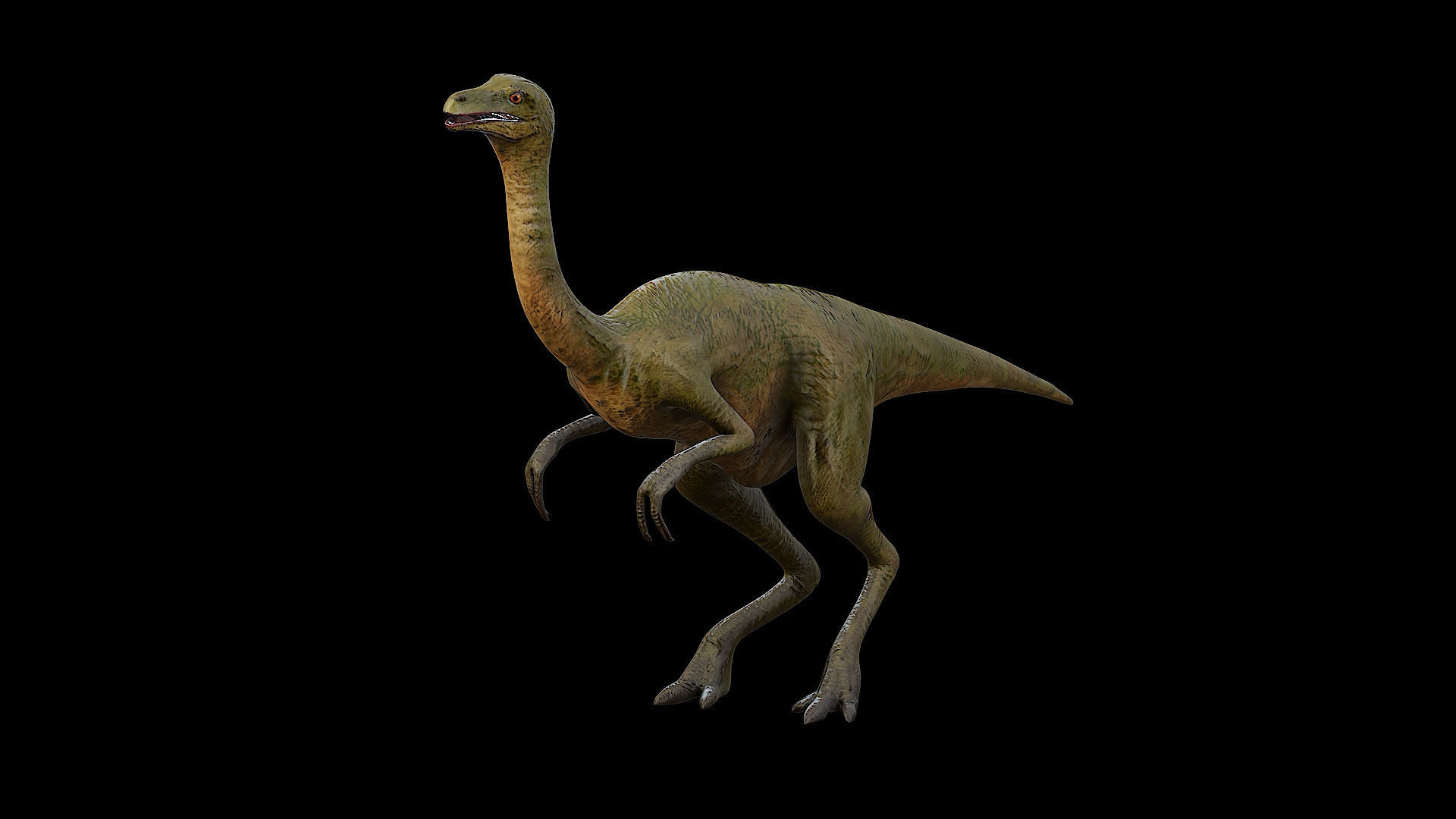 Gallimimus - The Chicken Mimic Low-poly 3D model_27