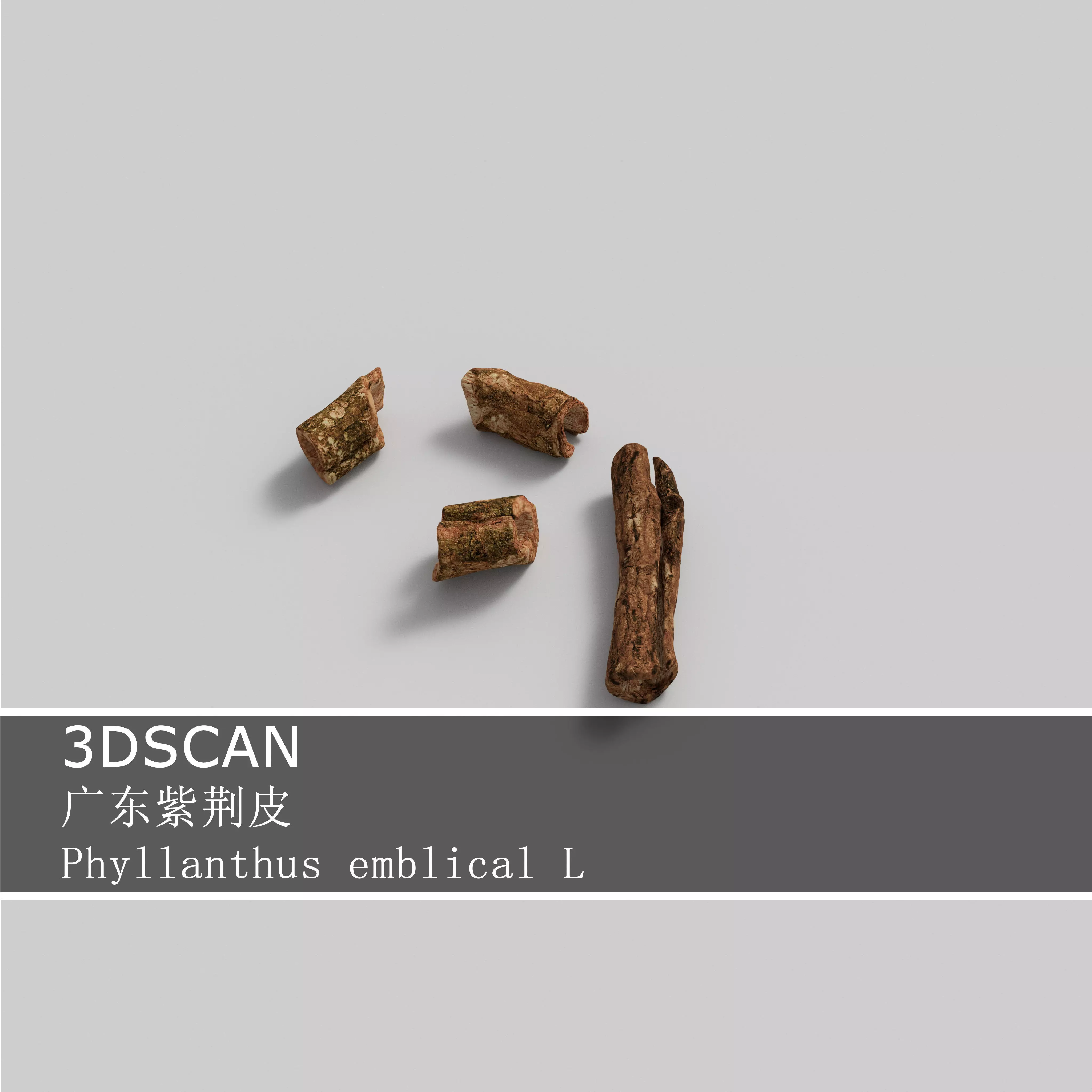 3DSCAN-Traditional Chinese Medicine-Phyllanthus emblical L Low-poly 3D model