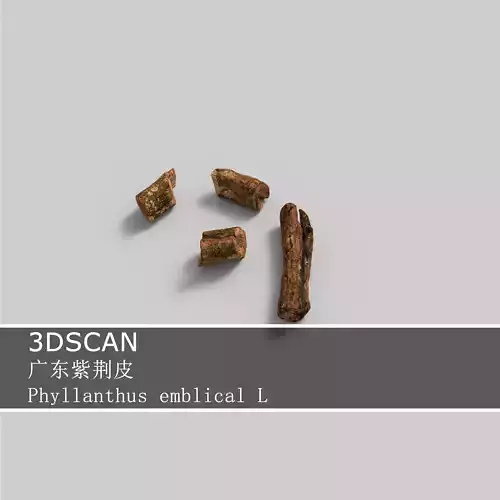 3DSCAN-Traditional Chinese Medicine-Phyllanthus emblical L Low-poly 3D model