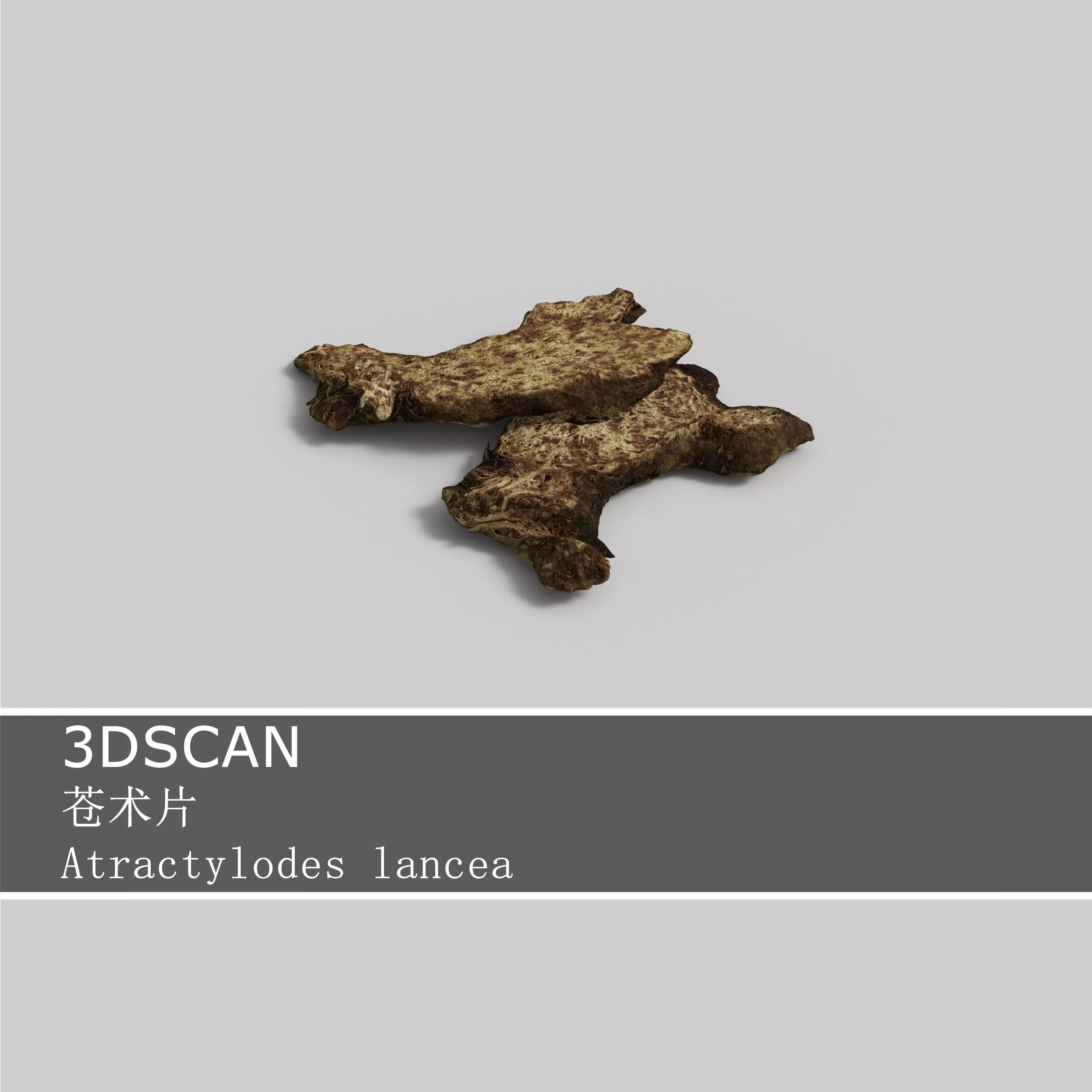 3DSCAN-Traditional Chinese Medicine-Atractylodes lancea Low-poly 3D model