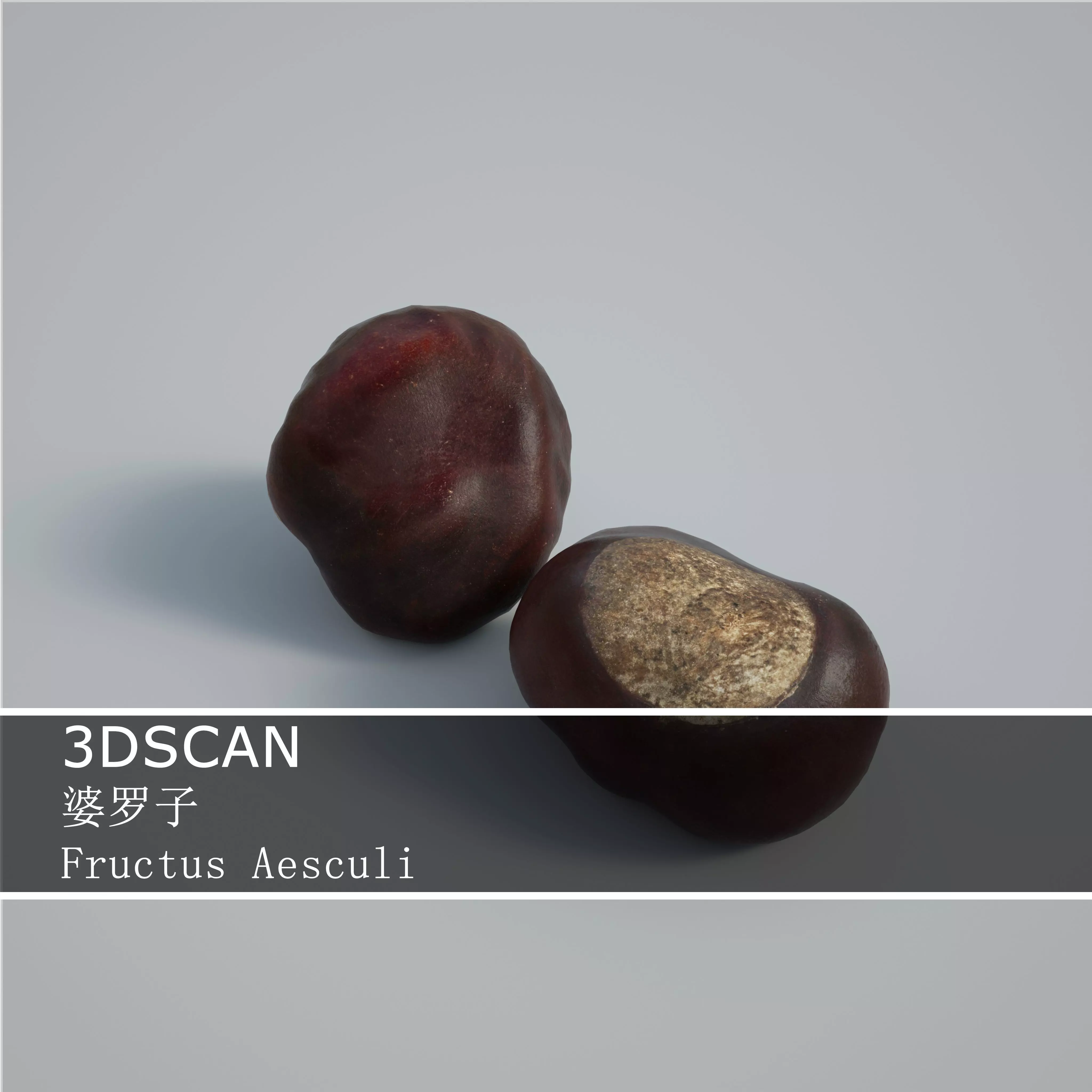3DSCAN-Traditional Chinese Medicine-Fructus Aesculi Low-poly 3D model_0
