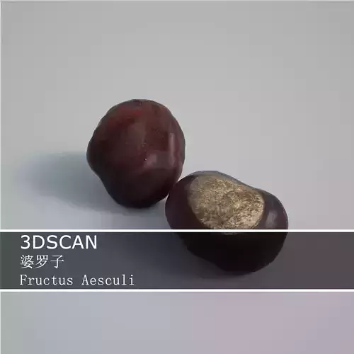 3DSCAN-Traditional Chinese Medicine-Fructus Aesculi Low-poly 3D model