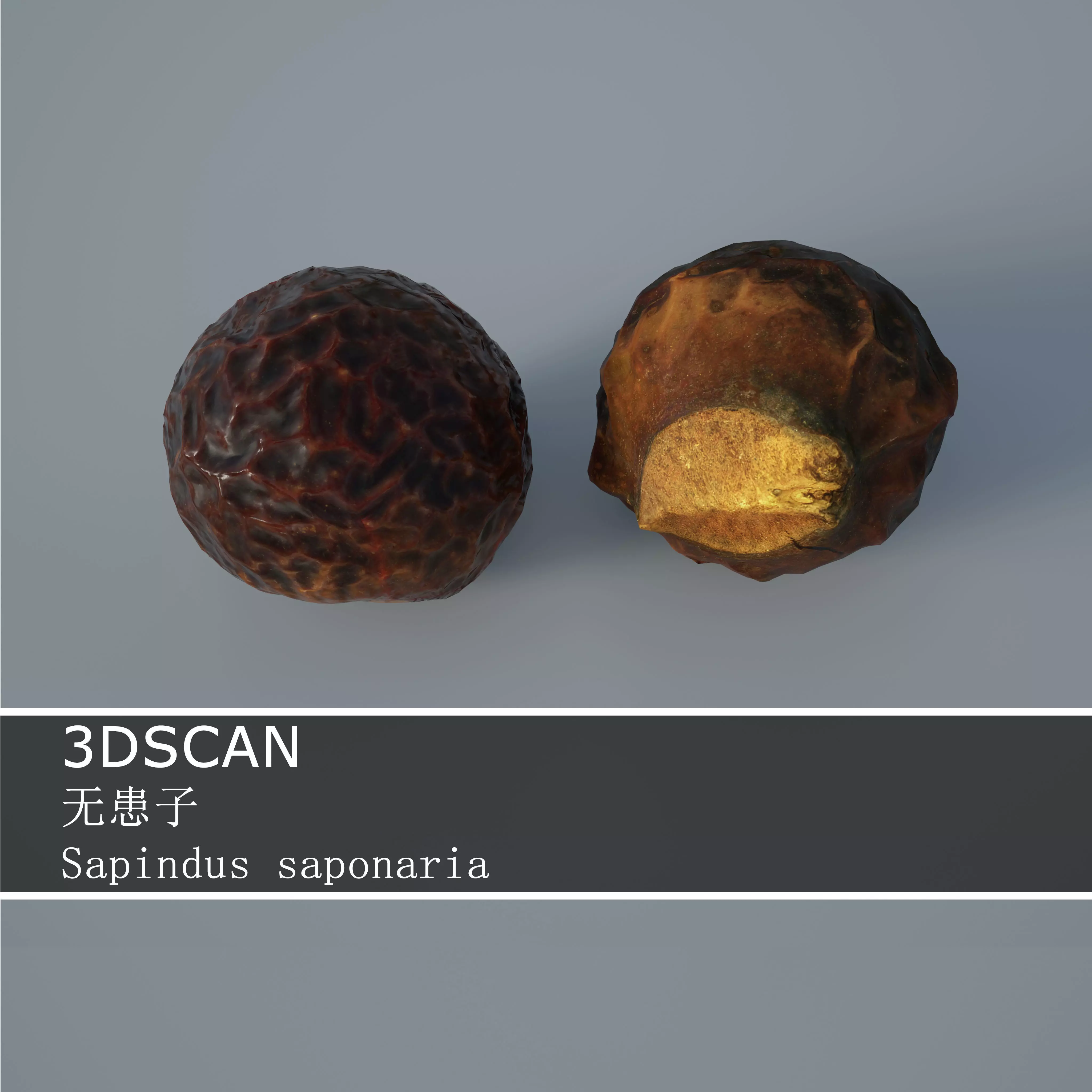 3DSCAN-Traditional Chinese Medicine-Sapindus saponaria Low-poly 3D model