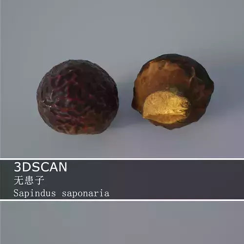 3DSCAN-Traditional Chinese Medicine-Sapindus saponaria Low-poly 3D model