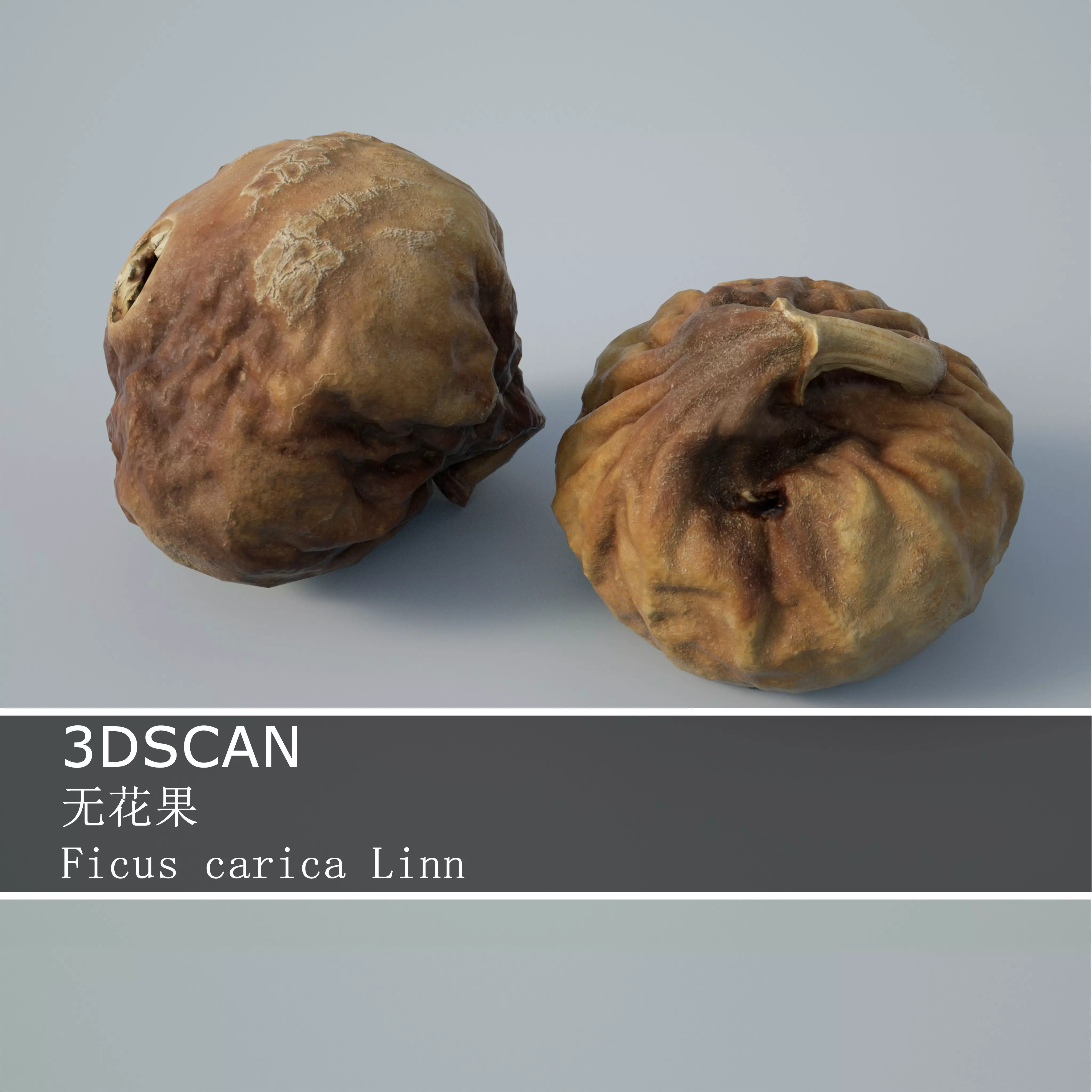 3DSCAN-Traditional Chinese Medicine-Ficus carica Linn Low-poly 3D model