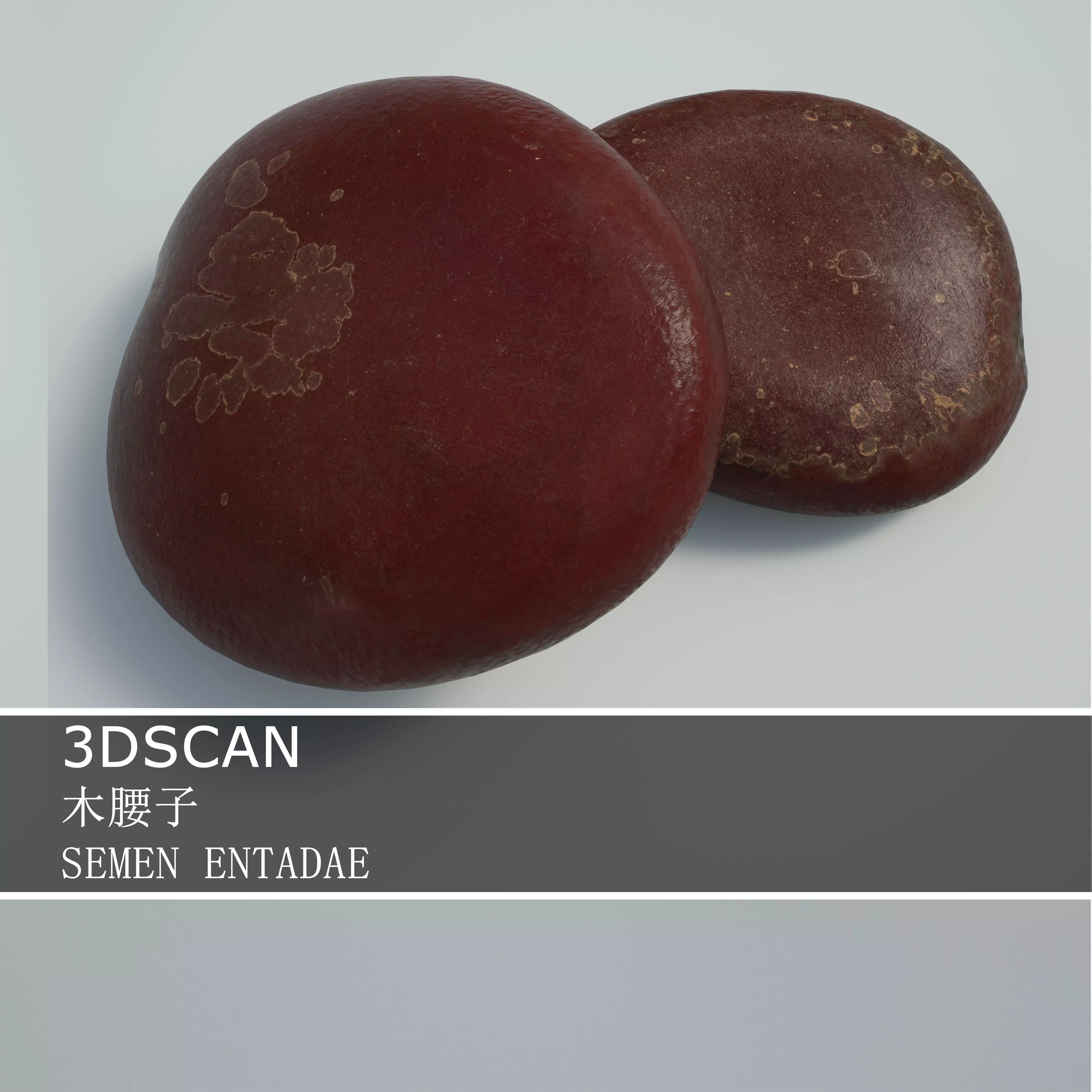 3DSCAN-Traditional Chinese Medicine-SEMEN ENTADAE Low-poly 3D model