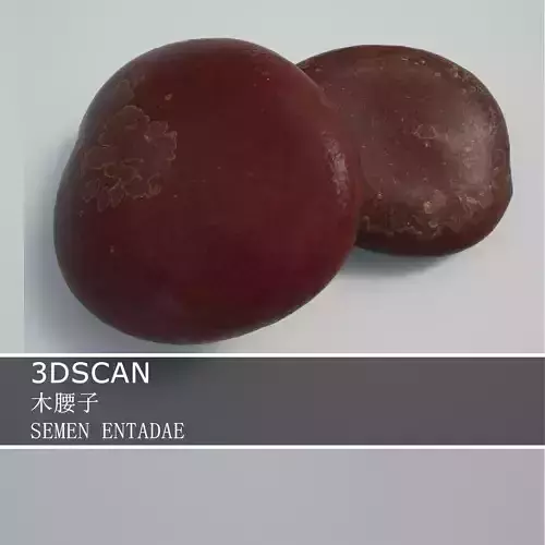 3DSCAN-Traditional Chinese Medicine-SEMEN ENTADAE