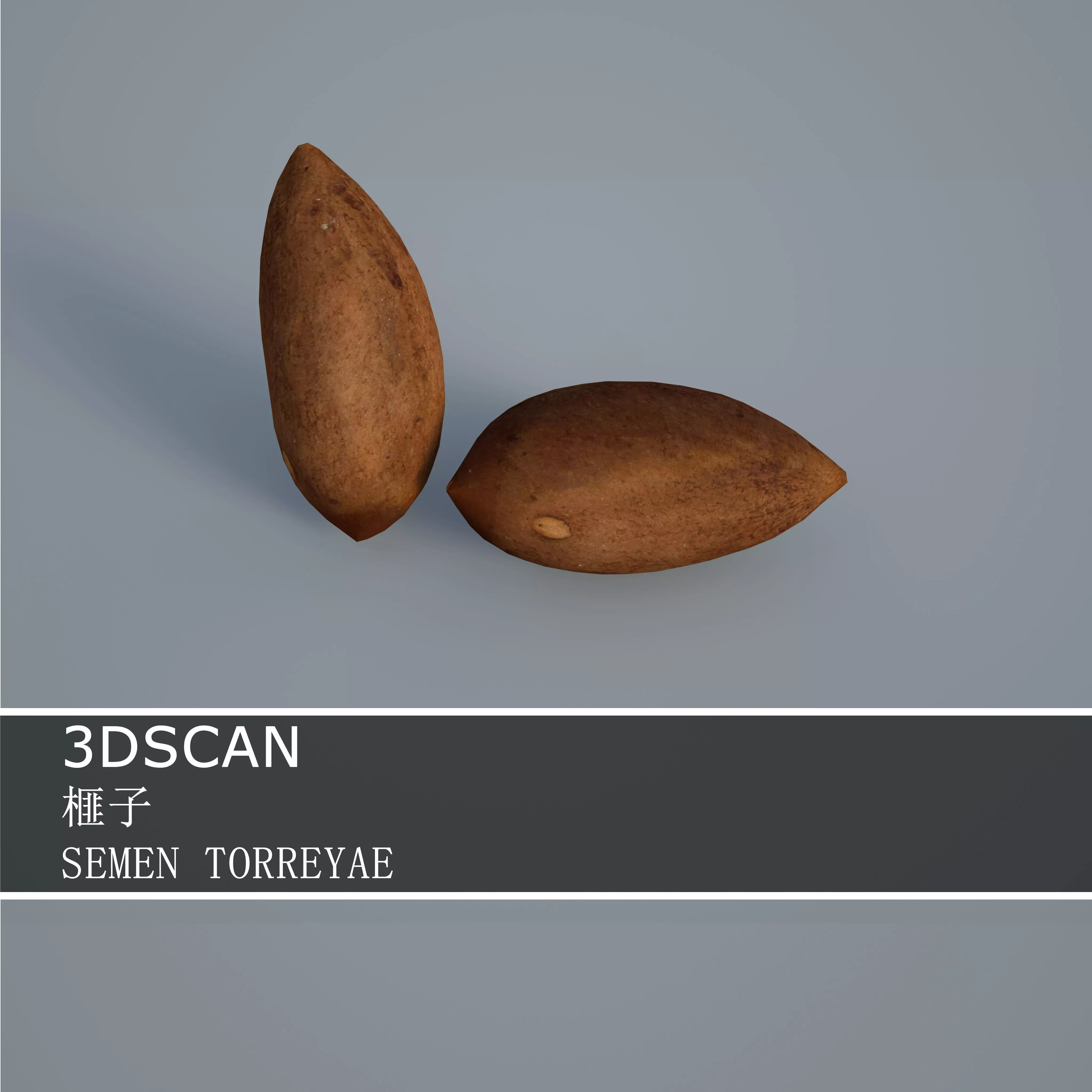 3DSCAN-Traditional Chinese Medicine-SEMEN TORREYAE Low-poly 3D model