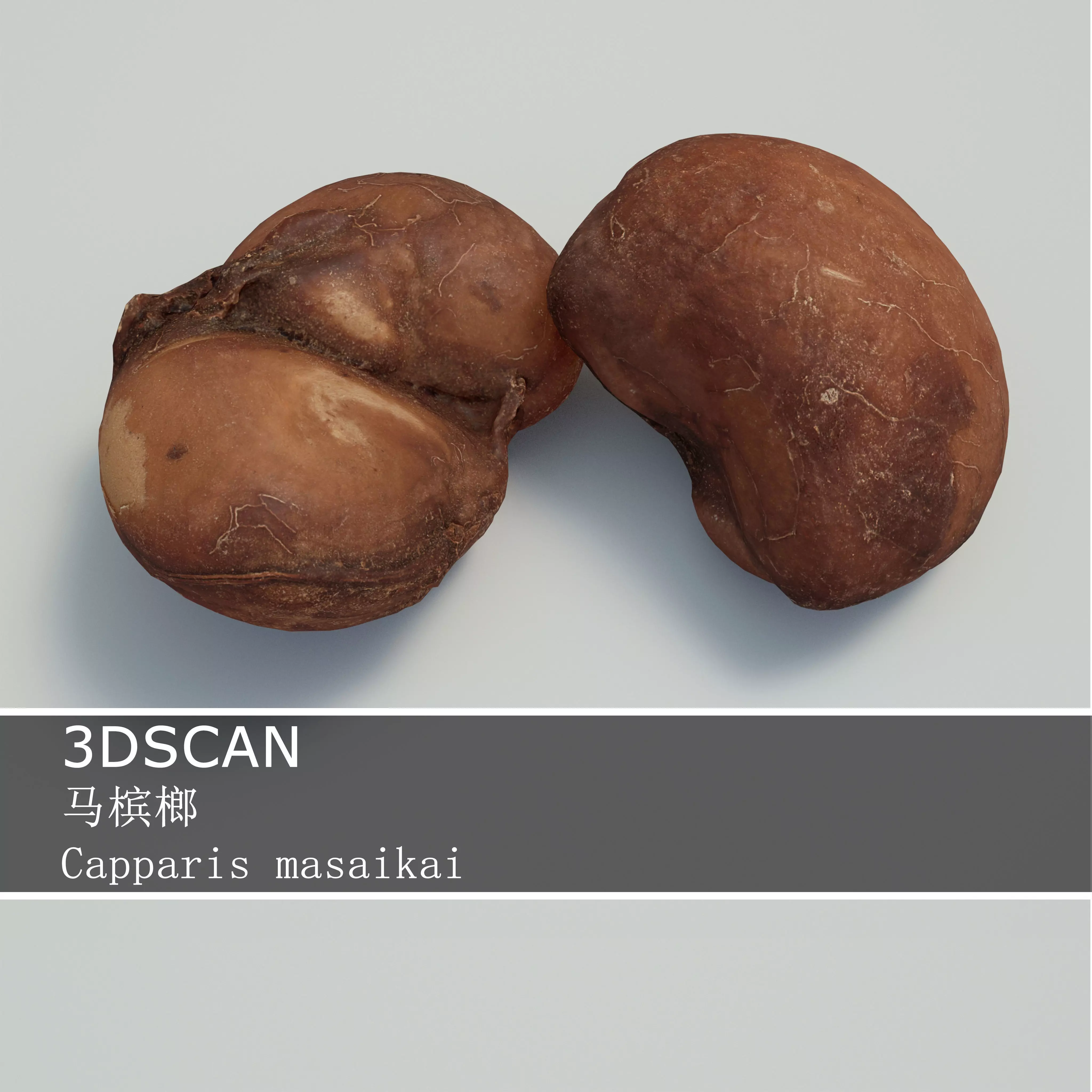 3DSCAN-Traditional Chinese Medicine-Capparis masaikai Low-poly 3D model