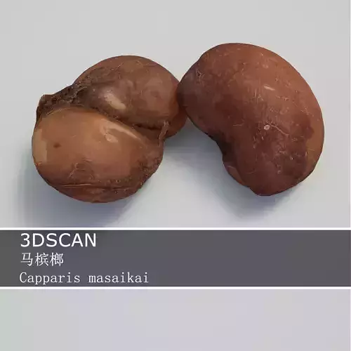 3DSCAN-Traditional Chinese Medicine-Capparis masaikai Low-poly 3D model