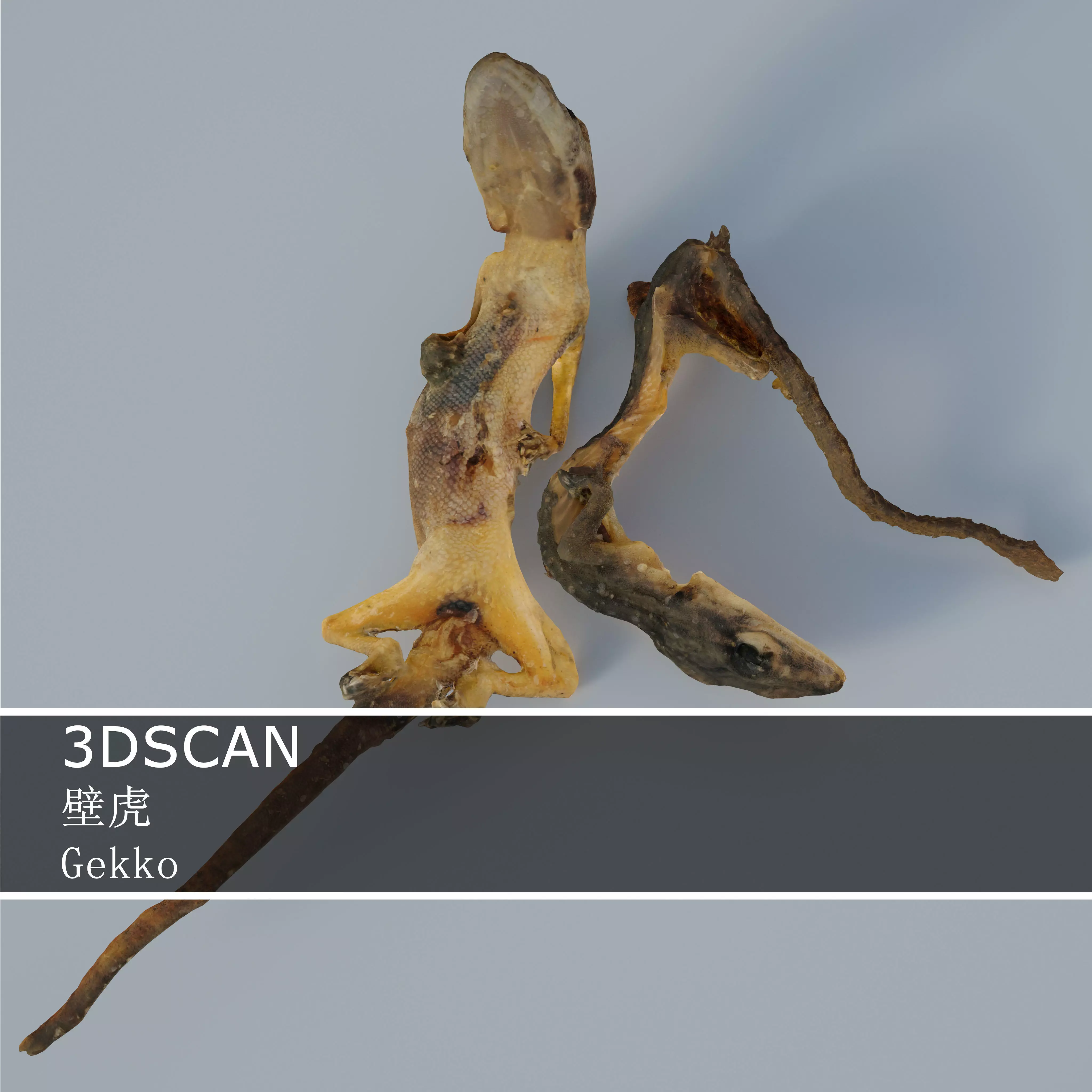3DSCAN-Traditional Chinese Medicine-Gekko Low-poly 3D model