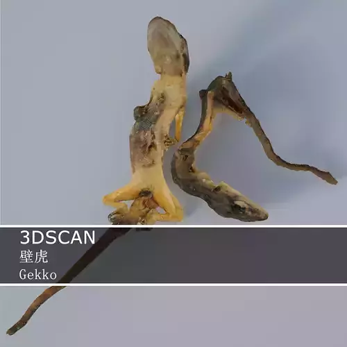 3DSCAN-Traditional Chinese Medicine-Gekko Low-poly 3D model
