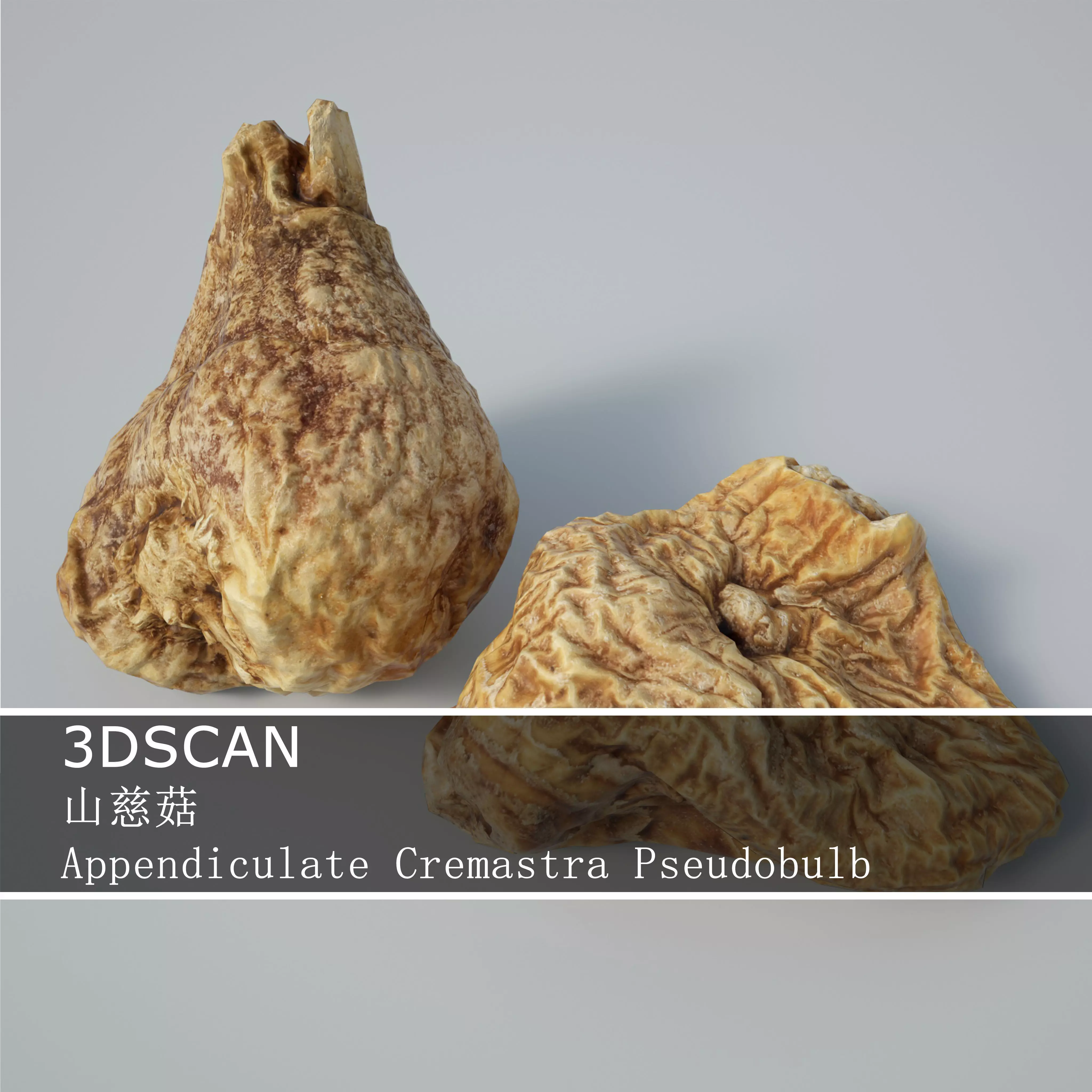 3DSCAN-Traditional Chinese Medicine-Appendiculate Cremastra Low-poly 3D model_0