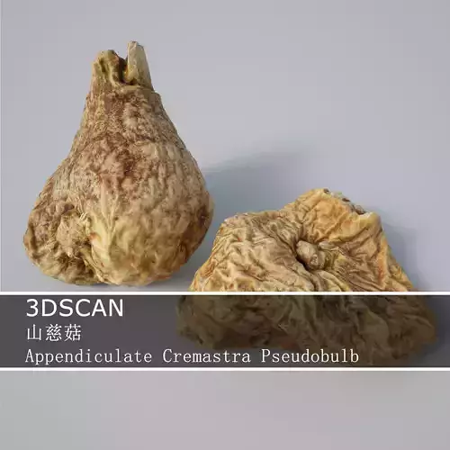 3DSCAN-Traditional Chinese Medicine-Appendiculate Cremastra Low-poly 3D model