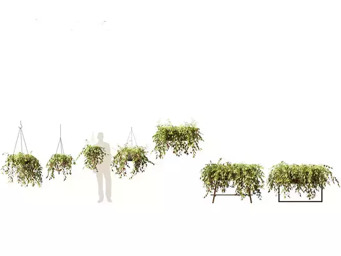 Aeschynanthus marmoratus - Zebra vine 