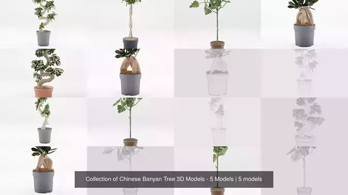 Collection of Chinese Banyan Tree 3D Models - 5 Models