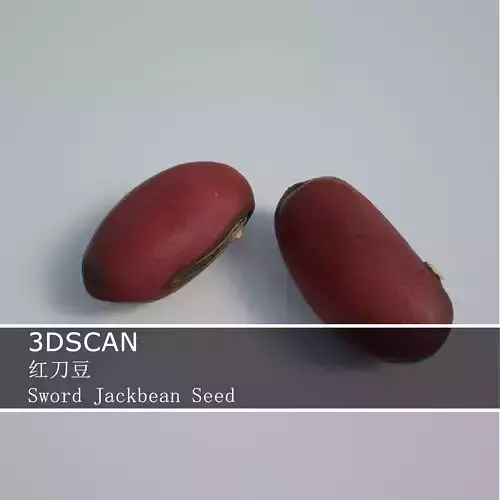 3DSCAN-Traditional Chinese Medicine-Sword Jackbean Seed